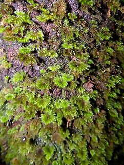 Palm Tree Moss - Hypnodendron comosum Kinabalu National park trails. Fall,Geotagged,Hypnodendron comosum,Hypnodendron_comosum,Malaysia