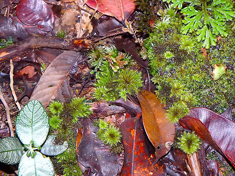 Palm Tree Moss - Hypnodendron comosum Kinabalu National Park, botanical garden. Fall,Geotagged,Hypnodendron comosum,Hypnodendron_comosum,Malaysia