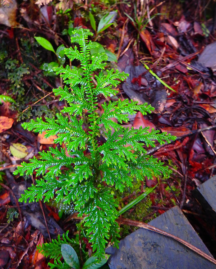 Selaginella sp. (maybe S. remotifolia) Kinabalu National Park, trails.<br />
It also looks alike to the japanese sp Thujopsis dolabrata. Fall,Geotagged,Malaysia