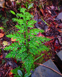Selaginella sp. (maybe S. remotifolia) Kinabalu National Park, trails.
It also looks alike to the japanese sp Thujopsis dolabrata. Fall,Geotagged,Malaysia