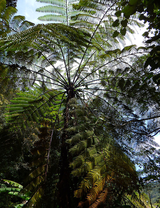 Cyathea Fern Kinabalu National Park, trails. Alsophila  borneensis,Alsophila borneensis,Cyathea arborea,Fall,Geotagged,Malaysia