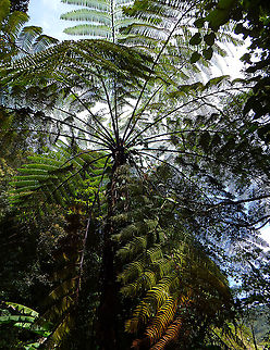 Cyathea Fern Kinabalu National Park, trails. Alsophila  borneensis,Alsophila borneensis,Cyathea arborea,Fall,Geotagged,Malaysia