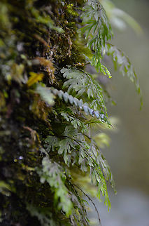 Hymenophyllaceae Fern Kinabalu National Park, trails. Fall,Fern,Geotagged,Malaysia