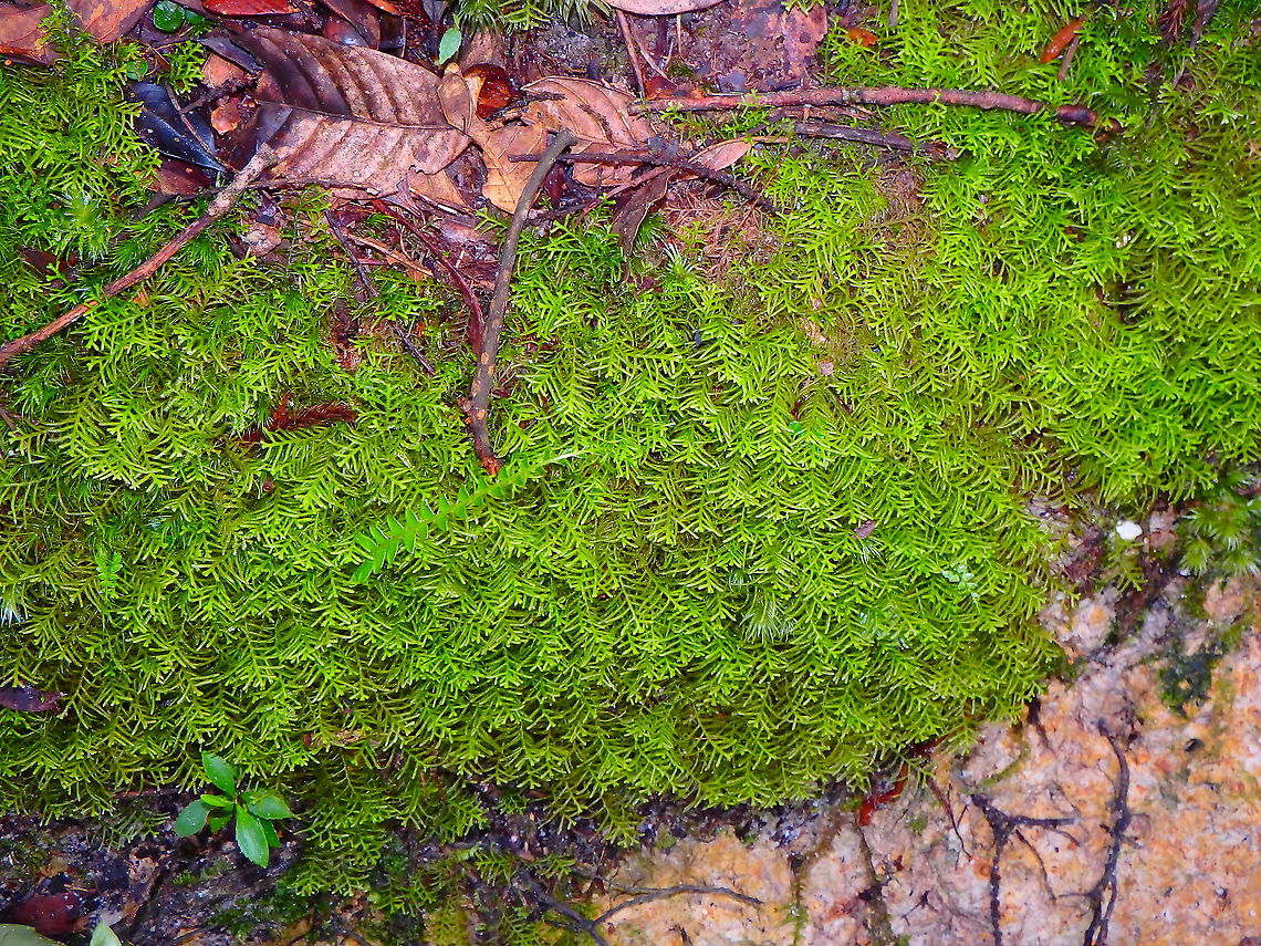 Liverwort Kinabalu National Park, trails. Fall,Geotagged,Malaysia
