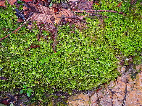 Liverwort Kinabalu National Park, trails. Fall,Geotagged,Malaysia