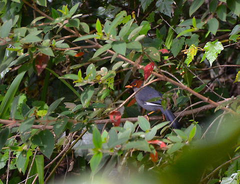 Chestnut-capped laughingthrush- Pterorhinus mitratus Kinabalu National Park, trails. Chestnut-capped laughingthrush,Fall,Geotagged,Malaysia,Pterorhinus mitratus