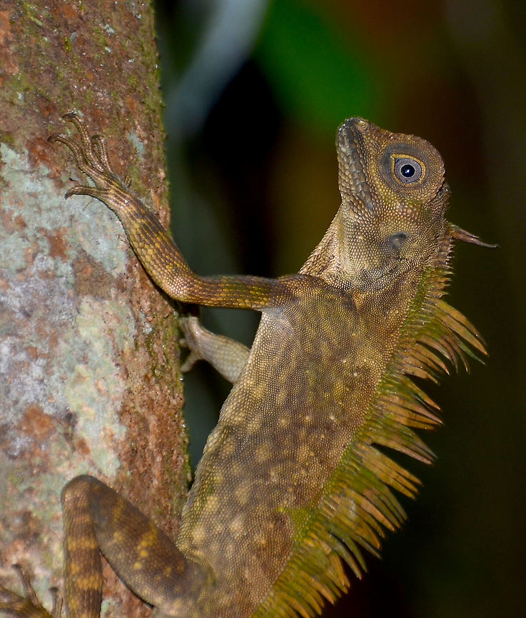 Borneo Anglehead Lizard ♂ - Gonocephalus borneensis Poring Hot Springs, forest nearby. Fall,Geotagged,Malaysia
