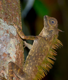 Borneo Anglehead Lizard ♂ - Gonocephalus borneensis Poring Hot Springs, forest nearby. Fall,Geotagged,Malaysia