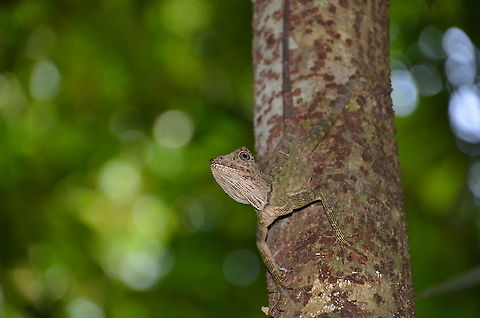 Borneo Anglehead Lizard ♀ - Gonocephalus borneensis Poring Hot Springs, forest nearby. Borneo Anglehead Lizard,Fall,Geotagged,Gonocephalus bornensis,Malaysia