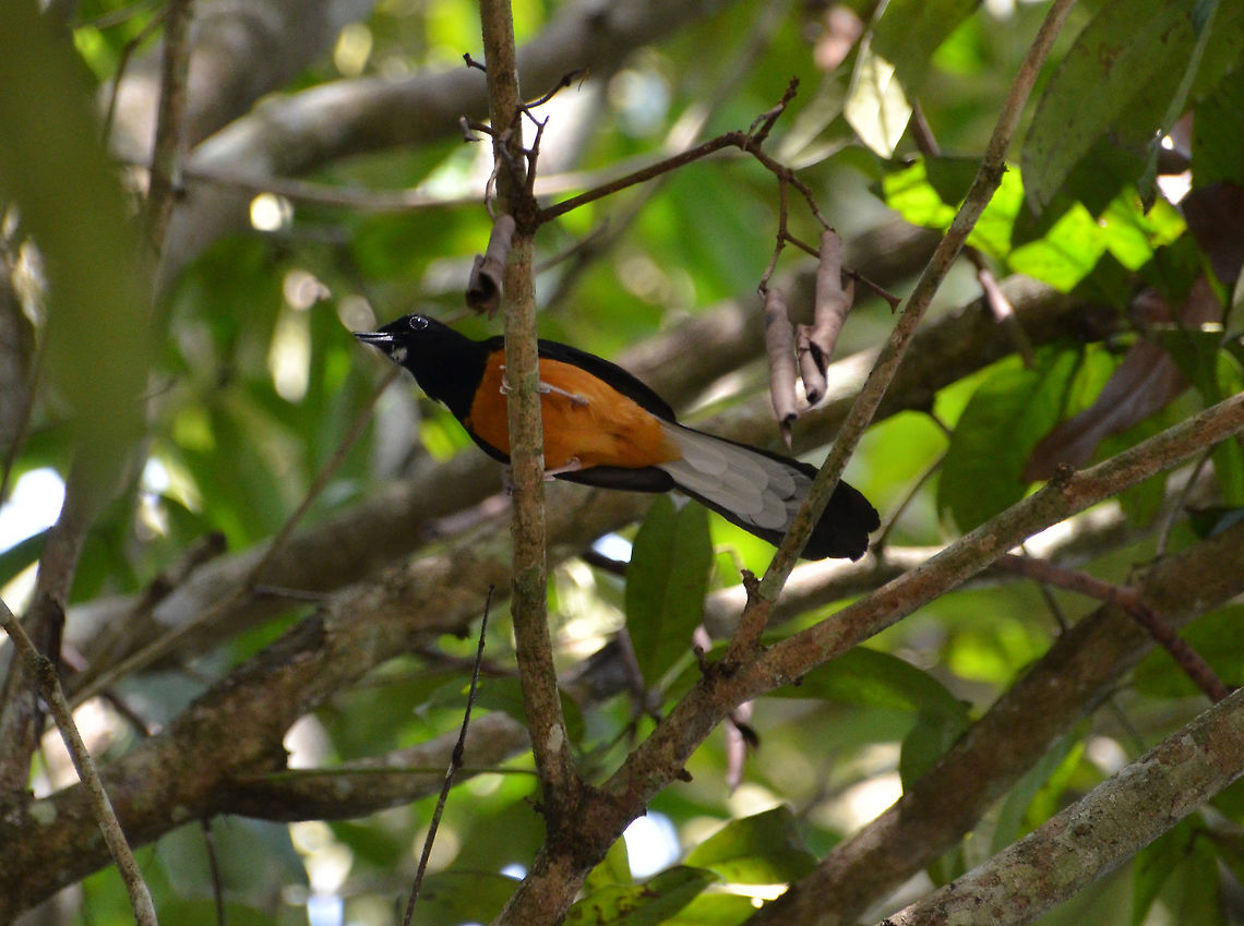 White-Crowned Shama - Copsychus stricklandii Poring Hot Springs, forest nearby.<br />
Nice blog on a similar spotting in the same location:<br />
<a href="https://www.10000birds.com/white-crowned-shama-sabahan-endemic.htm" rel="nofollow">https://www.10000birds.com/white-crowned-shama-sabahan-endemic.htm</a> Copsychus stricklandii,Fall,Geotagged,Malaysia,White-crowned shama