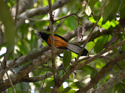 White-Crowned Shama - Copsychus stricklandii Poring Hot Springs, forest nearby.
Nice blog on a similar spotting in the same location:
https://www.10000birds.com/white-crowned-shama-sabahan-endemic.htm Copsychus stricklandii,Fall,Geotagged,Malaysia,White-crowned shama