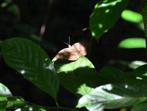 Pearl&rsquo;s Necklace - Bassarona dunya Poring Hot Springs, forest nearby. Bassarona dunya,Fall,Geotagged,Malaysia