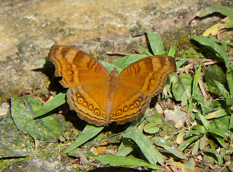 Chocolate Pansy - Junonia iphita Poring Hot Springs, just near the water springs. Chocolate soldier,Fall,Geotagged,Junonia iphita,Malaysia