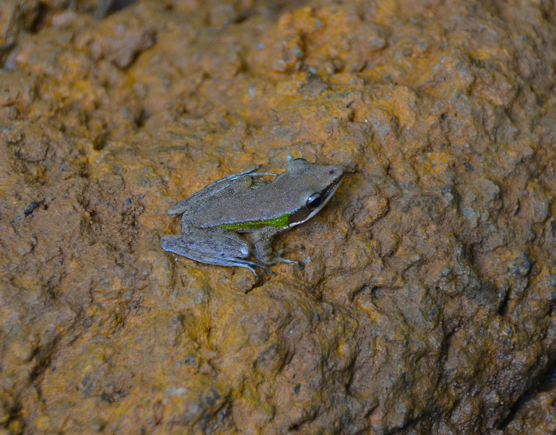 White-Lipped Frog - Hylarana raniceps Also very close to the springs in Poring Hot.<br />
I am not sure of the species, feel free to propose alternatives. Copper-cheeked Frog,Fall,Geotagged,Hylarana raniceps,Malaysia