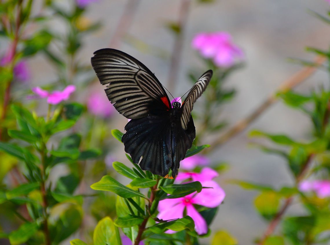 Great Mormon -Papilio memnon Poring Hot Springs, seen in the nearby gardens. Fall,Geotagged,Great Mormon,Malaysia,Papilio memnon