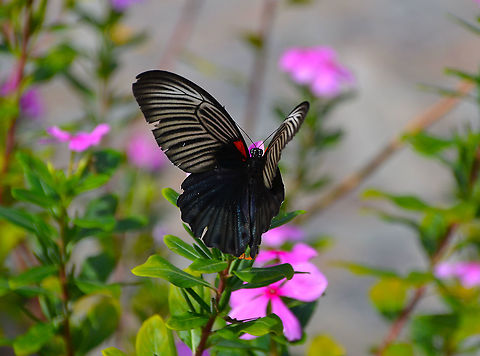 Great Mormon -Papilio memnon Poring Hot Springs, seen in the nearby gardens. Fall,Geotagged,Great Mormon,Malaysia,Papilio memnon