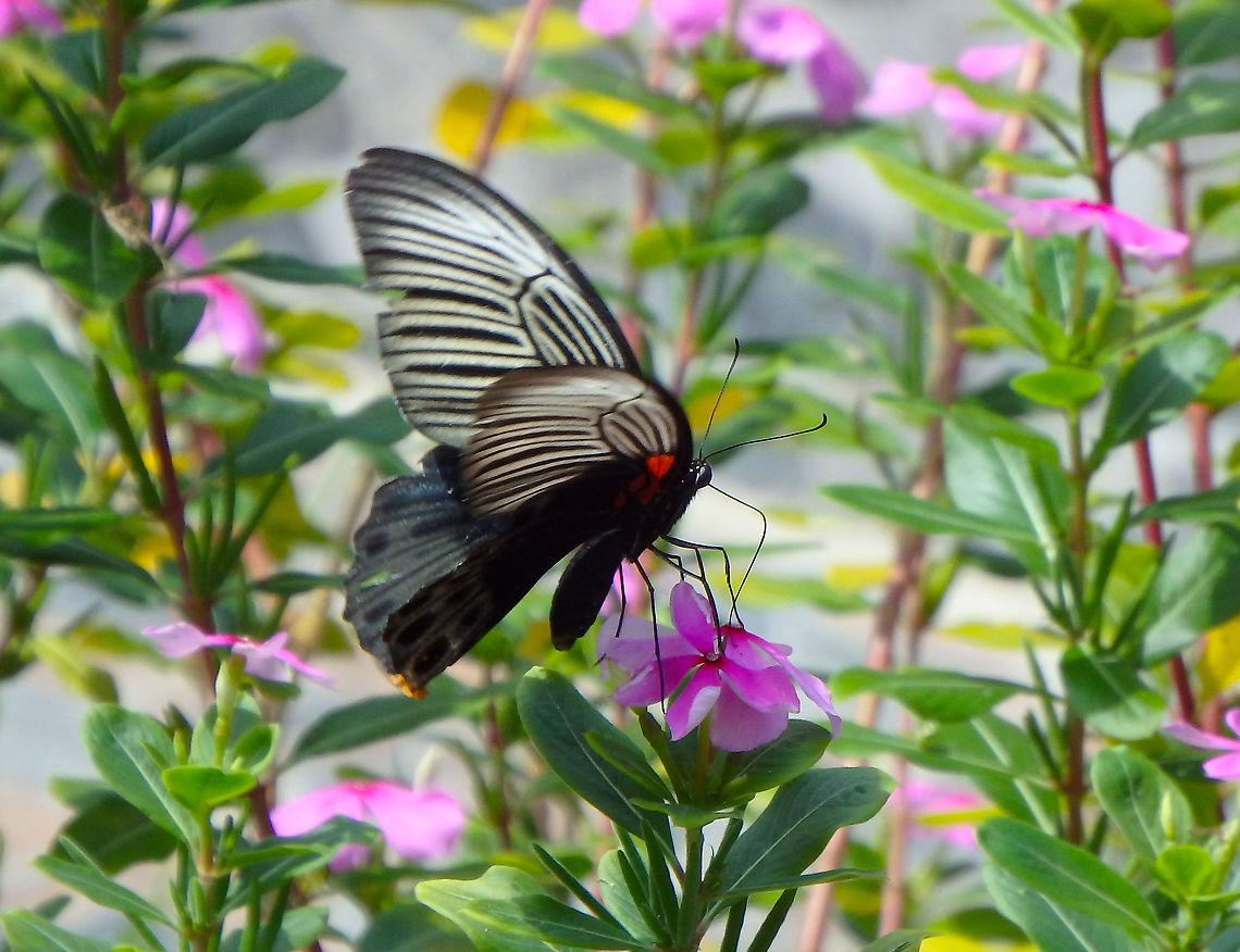 Great Mormon - Papilio memnon Poring Hot Springs, gardens nearby. Fall,Geotagged,Great Mormon,Malaysia,Papilio memnon