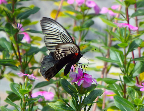 Great Mormon - Papilio memnon Poring Hot Springs, gardens nearby. Fall,Geotagged,Great Mormon,Malaysia,Papilio memnon