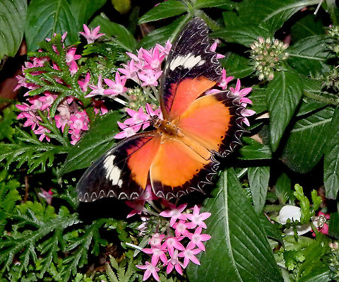 Orange Lacewing - Cethosia penthesilea In my favorite butterfly garden: Singapore Changi Airport. Cethosia penthesilea,Fall,Geotagged,Orange Lacewing,Singapore