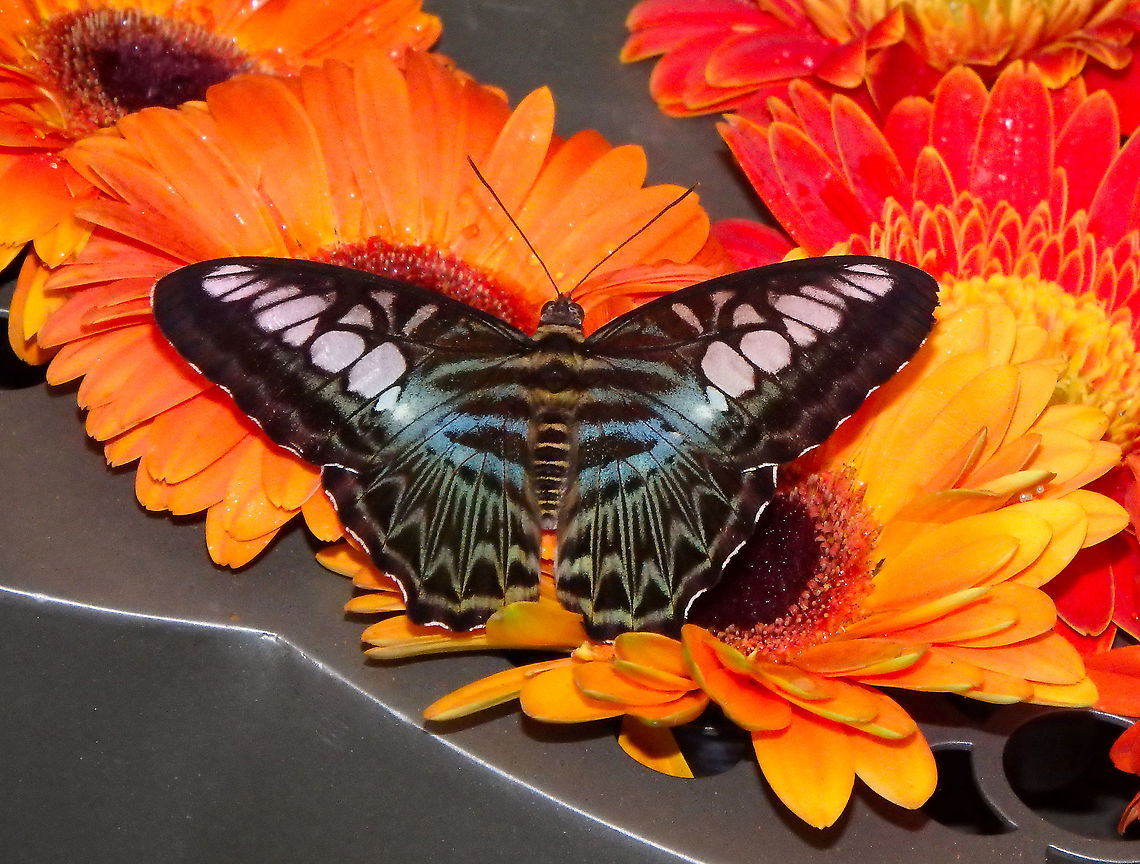 Clipper - Parthenos sylvia In my favorite butterfly garden: Singapore Changi Airport. Clipper,Fall,Geotagged,Parthenos sylvia,Singapore