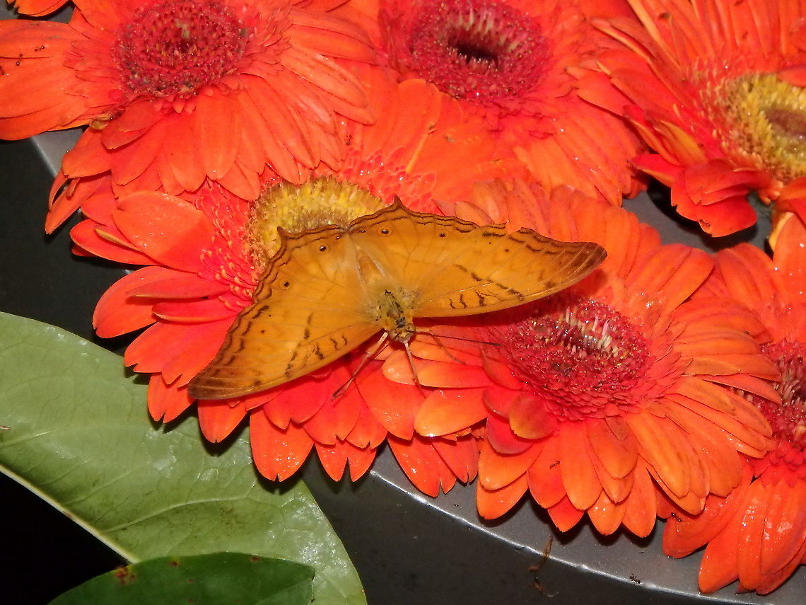 Common Cruiser male -Vindula dejone erotella In my favorite butterfly garden: Singapore Changi Airport. Fall,Geotagged,Malay cruiser,Singapore,Vindula dejone
