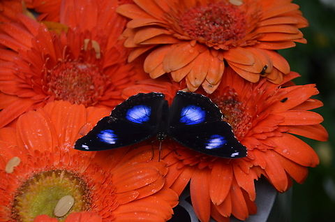 Great Eggfly - Hypolimnas bolina In my favorite butterfly garden: Singapore Changi Airport. Fall,Geotagged,Great eggfly,Hypolimnas bolina,Singapore
