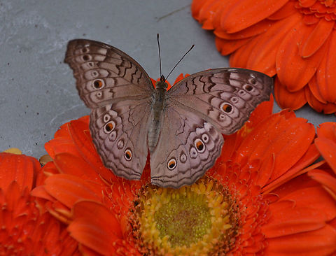 Grey Pansy - Junonia atlites In my favorite butterfly garden: Singapore Changi Airport. Fall,Geotagged,Gray pansy,Junonia atlites,Singapore