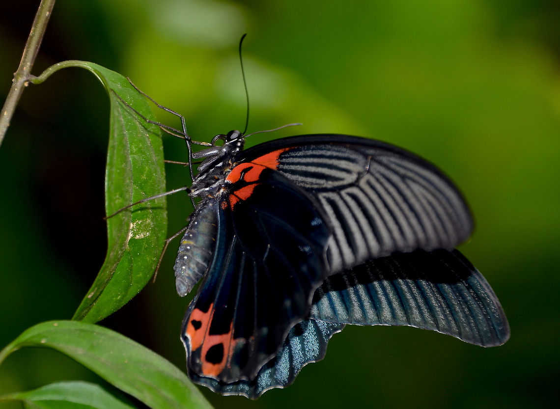 Pachliopta aristolochiae antiphus -Black Rose In my favorite butterfly garden: Singapore Changi Airport. Common Rose,Fall,Geotagged,Pachliopta aristolochiae,Singapore