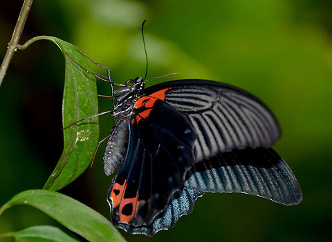 Pachliopta aristolochiae antiphus -Black Rose In my favorite butterfly garden: Singapore Changi Airport. Common Rose,Fall,Geotagged,Pachliopta aristolochiae,Singapore