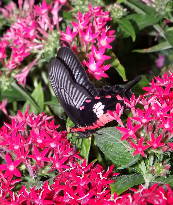 Pachliopta aristolochiae asteris In my favorite butterfly garden: Singapore Changi Airport. Common Rose,Fall,Geotagged,Pachliopta aristolochiae,Singapore