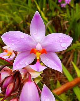 Pacific Ground Orchid - Spathoglottis pacifica Weda, Halmahera. Fall,Geotagged,Indonesia,Pacific Ground Orchid,Spathoglottis pacifica