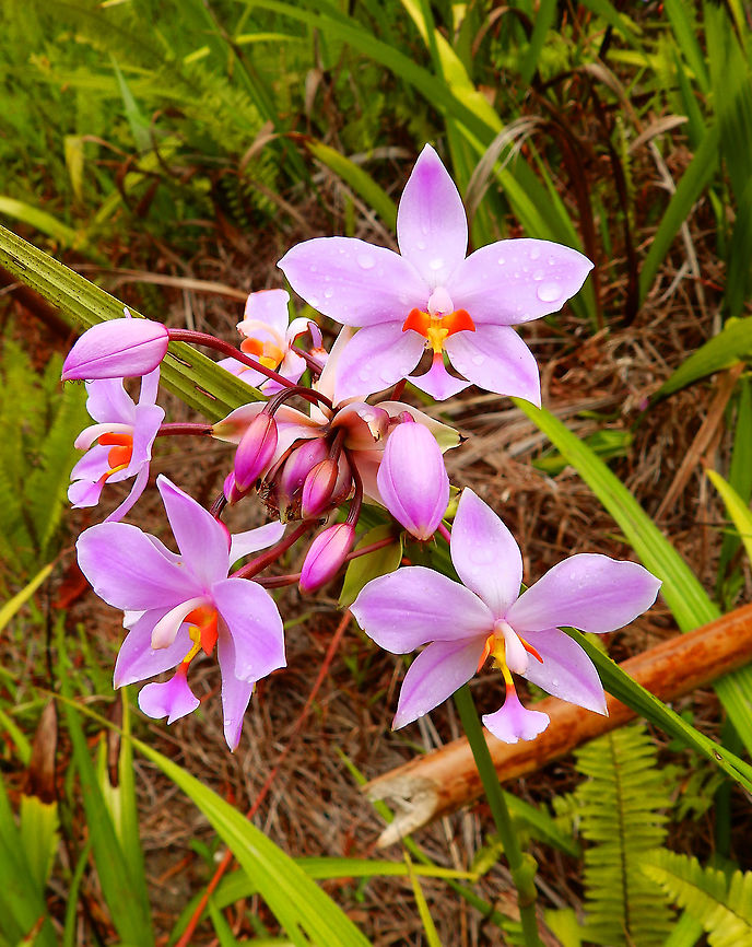 Pacific Ground Orchid - Spathoglottis pacifica A very common wild orchid in the island of Halmahera. Fall,Geotagged,Indonesia,Pacific Ground Orchid,Spathoglottis pacifica