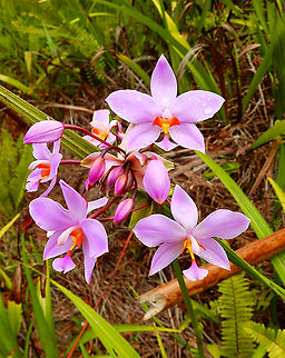 Pacific Ground Orchid - Spathoglottis pacifica A very common wild orchid in the island of Halmahera. Fall,Geotagged,Indonesia,Pacific Ground Orchid,Spathoglottis pacifica