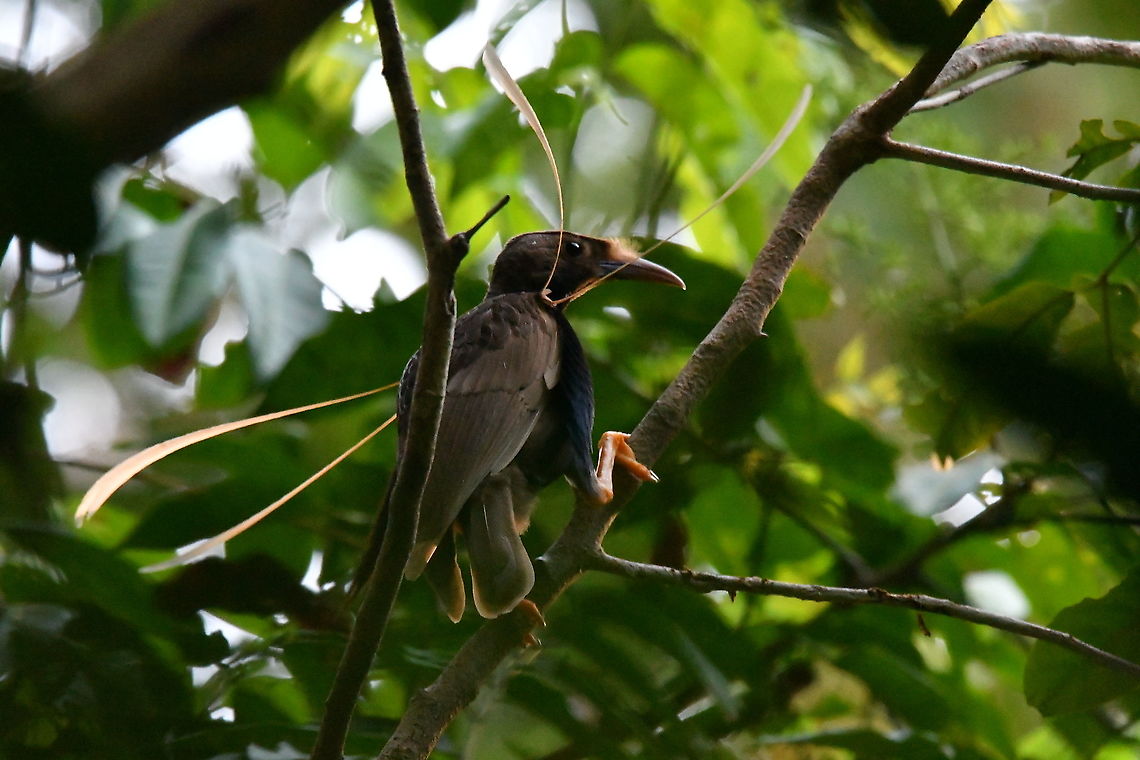 Standardwing bird-of-paradise - Semioptera wallacii This was a super-exciting spotting. Our first time ever spotting in nature of a bird of paradise!<br />
These birds have the peculiar habit of starting a very noisy and dancey courtship display just at dawn. Luckily for us they are birds of habit so the villagers know of  afew places where the birds like to do their early morning parade. We had to be there before sunrise and wait and then yes, faithful to their posts a few males showed up and started their displays. They are very difficult to photograph because they keep jumping from branch to branch and opening their wings and feather chest blue flaps and the extra long feathers that you see in this picture but well, we got a few decent shots, mainly my husband, Mark, and here I post a few. We only could photograph the males but some female was around as there was a lot of raocous. And as pretty as their display is their voice does not match, they sound like strident mad chicken! Needless to say it was one of our most special days...but we went to see them only once as heat and humidity were also quite hard to bear and we feel so much better underwater :-D<br />
<br />
<figure class="photo"><a href="https://www.jungledragon.com/image/97221/standardwing_bird-of-paradise_-_semioptera_wallacii.html" title="Standardwing bird-of-paradise - Semioptera wallacii"><img src="https://s3.amazonaws.com/media.jungledragon.com/images/2298/97221_thumb.JPG?AWSAccessKeyId=05GMT0V3GWVNE7GGM1R2&Expires=1763596810&Signature=X2iVzUQBjzTykmXfb7y2nGrX4QU%3D" width="200" height="154" alt="Standardwing bird-of-paradise - Semioptera wallacii  Fall,Geotagged,Indonesia,Semioptera wallacii,Standardwing bird-of-paradise" /></a></figure><br />
<figure class="photo"><a href="https://www.jungledragon.com/image/97222/standardwing_bird-of-paradise_-_semioptera_wallacii.html" title="Standardwing bird-of-paradise - Semioptera wallacii"><img src="https://s3.amazonaws.com/media.jungledragon.com/images/2298/97222_thumb.JPG?AWSAccessKeyId=05GMT0V3GWVNE7GGM1R2&Expires=1763596810&Signature=tpouUHk5%2BuUCSFAHTuq%2F675cCz8%3D" width="200" height="162" alt="Standardwing bird-of-paradise - Semioptera wallacii  Fall,Geotagged,Indonesia,Semioptera wallacii,Standardwing bird-of-paradise" /></a></figure><br />
<figure class="photo"><a href="https://www.jungledragon.com/image/97223/standardwing_bird-of-paradise_-_semioptera_wallacii.html" title="Standardwing bird-of-paradise - Semioptera wallacii"><img src="https://s3.amazonaws.com/media.jungledragon.com/images/2298/97223_thumb.JPG?AWSAccessKeyId=05GMT0V3GWVNE7GGM1R2&Expires=1763596810&Signature=jIvYvdhnU4nc1Qvyegob5LfrDnw%3D" width="200" height="166" alt="Standardwing bird-of-paradise - Semioptera wallacii  Fall,Geotagged,Indonesia,Semioptera wallacii,Standardwing bird-of-paradise" /></a></figure> Fall,Geotagged,Indonesia,Semioptera wallacii,Standardwing bird-of-paradise