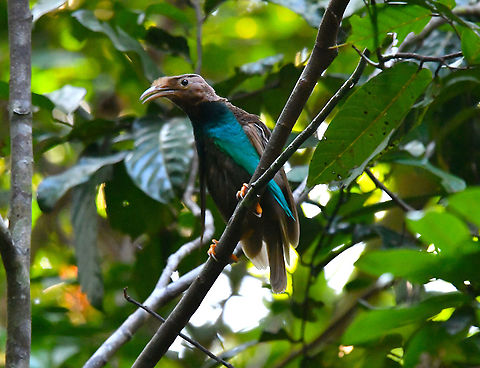 Standardwing bird-of-paradise - Semioptera wallacii  Fall,Geotagged,Indonesia,Semioptera wallacii,Standardwing bird-of-paradise