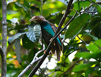 Standardwing bird-of-paradise - Semioptera wallacii  Fall,Geotagged,Indonesia,Semioptera wallacii,Standardwing bird-of-paradise