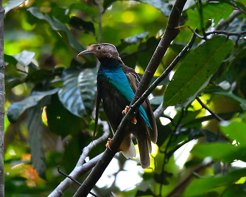 Standardwing bird-of-paradise - Semioptera wallacii  Fall,Geotagged,Indonesia,Semioptera wallacii,Standardwing bird-of-paradise