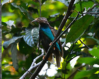 Standardwing bird-of-paradise - Semioptera wallacii  Fall,Geotagged,Indonesia,Semioptera wallacii,Standardwing bird-of-paradise