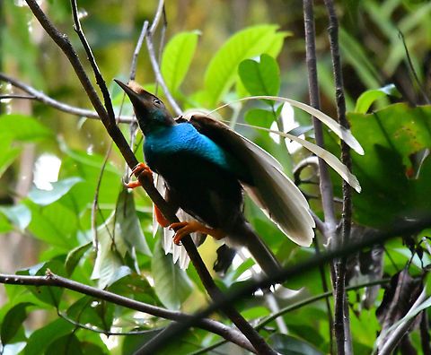 Standardwing bird-of-paradise - Semioptera wallacii  Fall,Geotagged,Indonesia,Semioptera wallacii,Standardwing bird-of-paradise