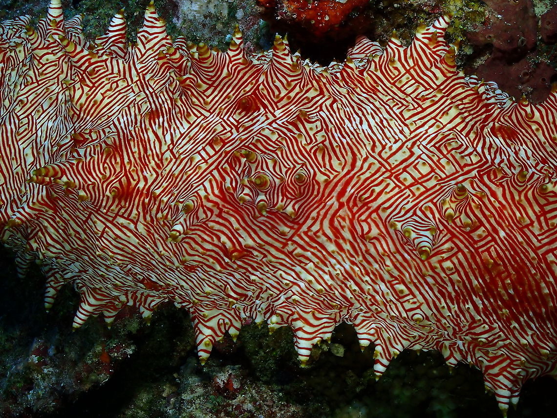 Candycane Sea Cucumber Parsi Tidori, Weda. Halmahera. Fall,Geotagged,Indonesia,Thelenota rubralineata