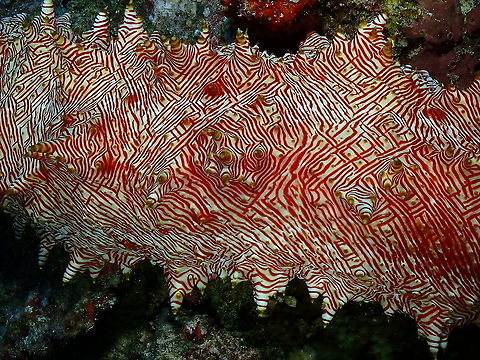 Candycane Sea Cucumber Parsi Tidori, Weda. Halmahera. Fall,Geotagged,Indonesia,Thelenota rubralineata