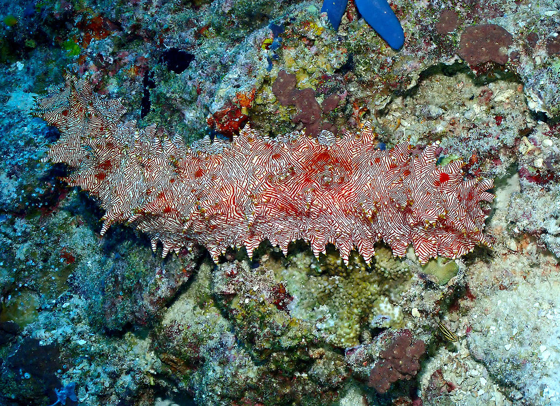 Candycane Sea Cucumber - Thelenota rubralineata Parsi Tidori, Weda, Halmahera. Fall,Geotagged,Indonesia,Thelenota rubralineata