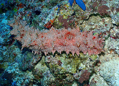Candycane Sea Cucumber - Thelenota rubralineata Parsi Tidori, Weda, Halmahera. Fall,Geotagged,Indonesia,Thelenota rubralineata