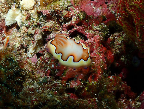 Goniobranchus/Chromodoris coi Parsi Tidori, Weda, Halmahera. Fall,Geotagged,Goniobranchus coi,Indonesia