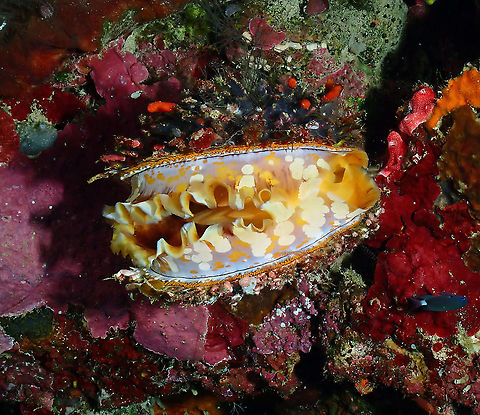 Variable Thorny Oyster - Spondylus varians Parsi Tidori, Weda, Halmahera Fall,Geotagged,Indonesia,Spondylus varius