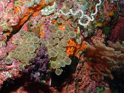 Sunray Zoanthid - Palythoa heliodiscus Parsi Tidori, Weda, Halmahera. Fall,Geotagged,Indonesia,Palythoa heliodiscus,Sunray Zoanthid