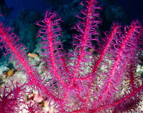 Polyps on Gorgonian Fan Coral - Guaiagorgia anas Parsi Tidori, Weda, Halmahera Fall,Geotagged,Guaiagorgia anas,Indonesia