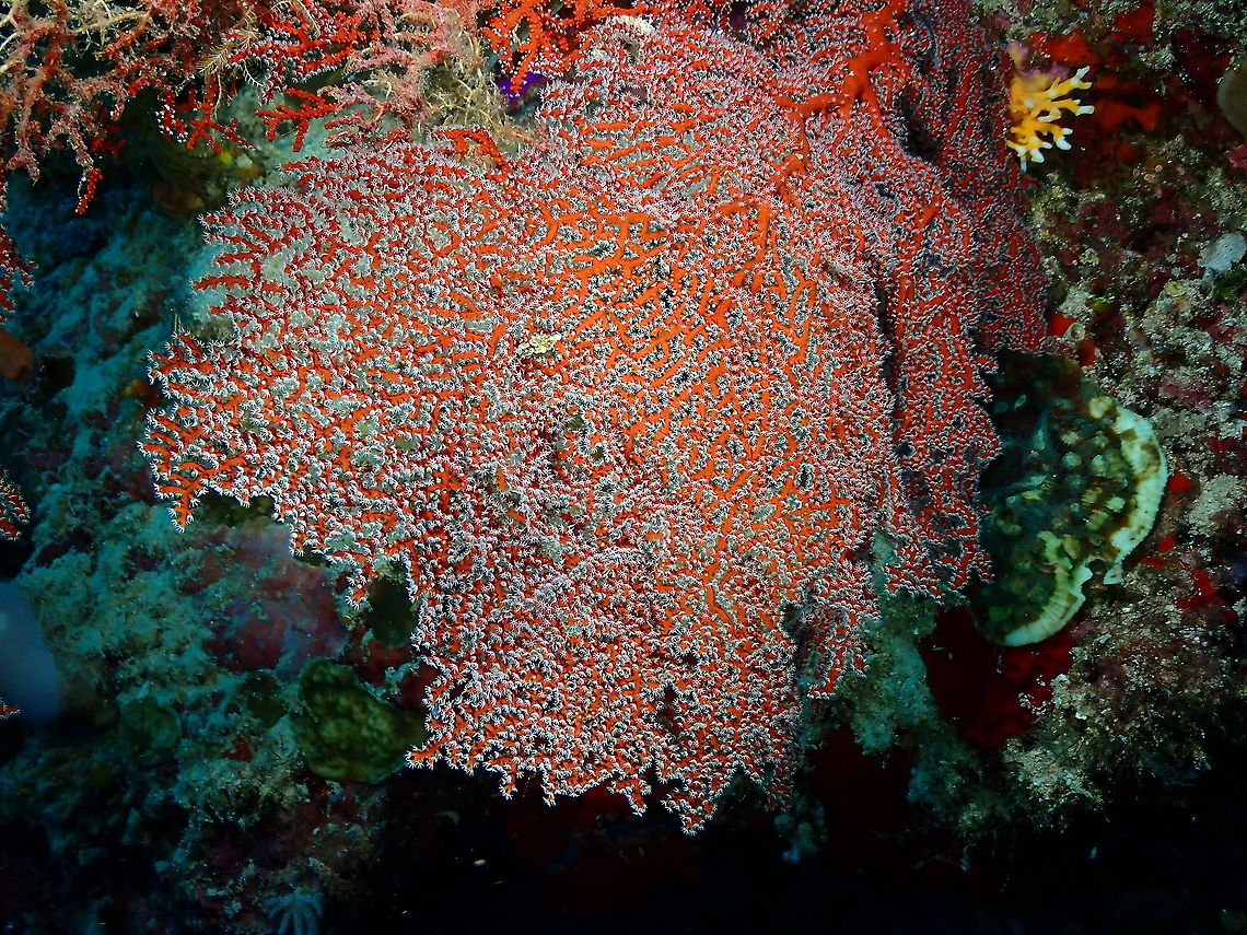 Red Sea Fan coral Close to this sp but distribution makes me doubt<br />
<a href="https://nomadica.jimdofree.com/cnidaires/gorgones-anthipathes/melithaea-biserialis/" rel="nofollow">https://nomadica.jimdofree.com/cnidaires/gorgones-anthipathes/melithaea-biserialis/</a><br />
I add this sp as tentative. Fall,Geotagged,Gorgonian Coral Melithaea biserialis,Indonesia,Melithaea biserialis