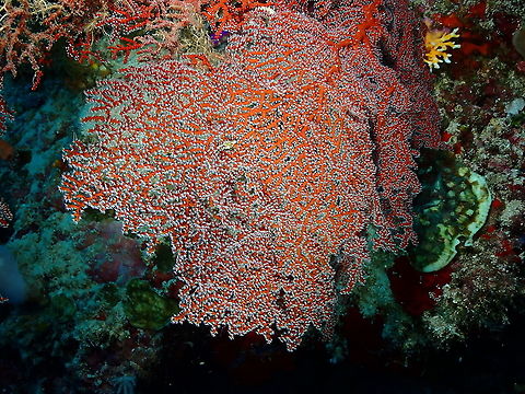 Red Sea Fan coral Close to this sp but distribution makes me doubt
https://nomadica.jimdofree.com/cnidaires/gorgones-anthipathes/melithaea-biserialis/
I add this sp as tentative. Fall,Geotagged,Gorgonian Coral Melithaea biserialis,Indonesia,Melithaea biserialis