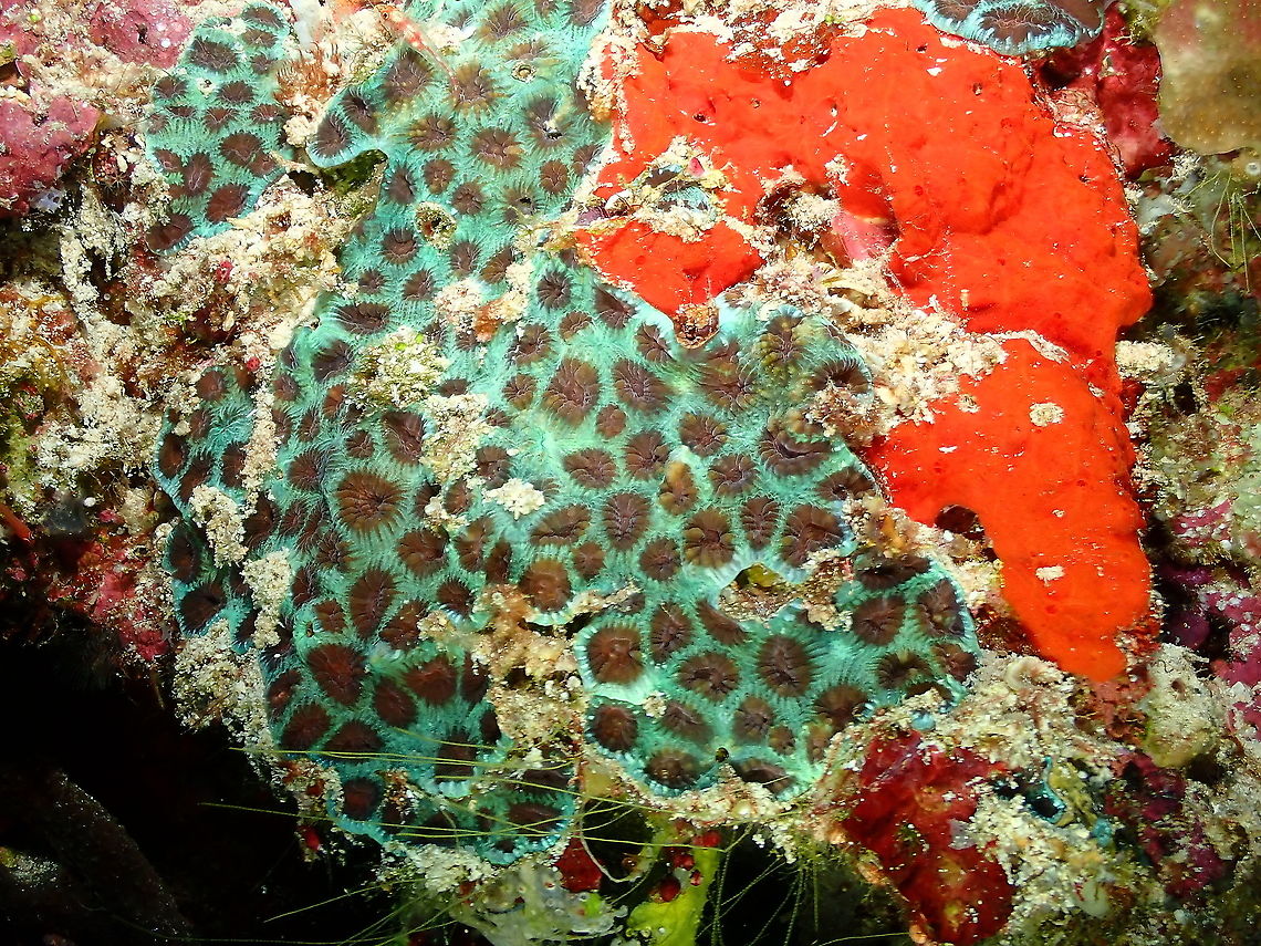 Stony coral next to red encrusting sponge Parsi Tidori, Weda, Halmahera. Fall,Geotagged,Indonesia